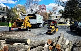 Best Root Management and Removal  in Bella Vista, CA