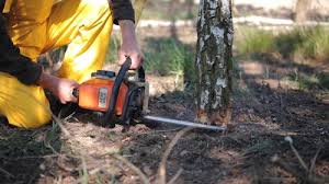 Tree and Shrub Care in Bella Vista, CA