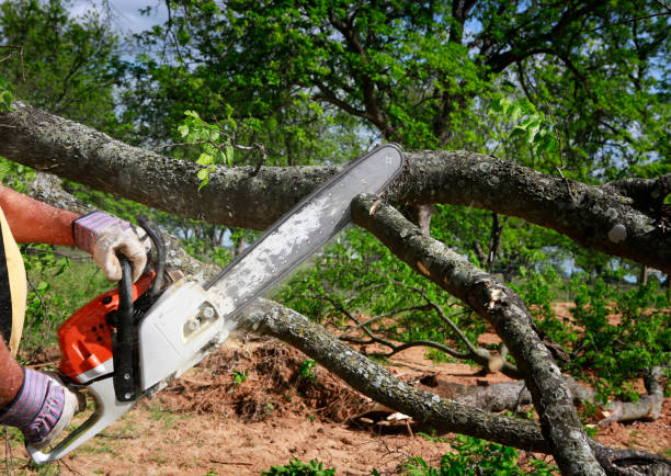 Best Tree Trimming and Pruning  in Bella Vista, CA