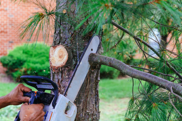 Best Arborist Consultation Services  in Bella Vista, CA